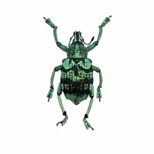 Teal Weevil Beetle (Eupholus