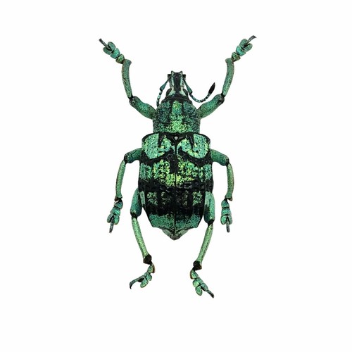 Teal weevil beetle - teal,