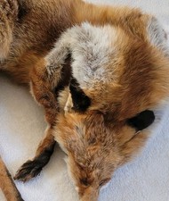 Sleeping Red Fox Taxidermy Rug