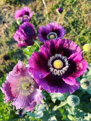 Miixed poppy mixed colours - ,