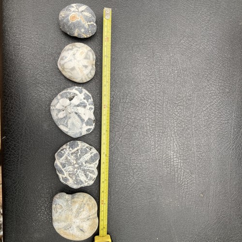 Fossil flint echinoid sea - 5x,