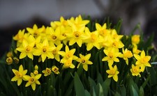10x miniature daffodil tete - 10x, a