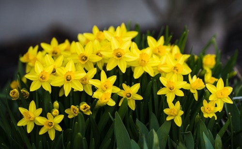 10x miniature daffodil - 10x, tete