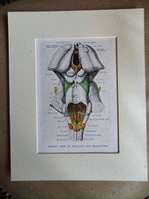 Anatomical Brain Print Thalami