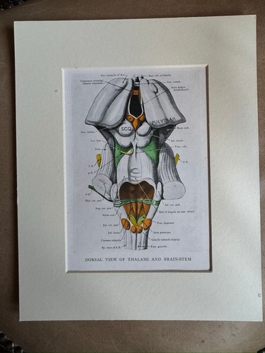 Anatomical brain print thalami - anatomical,