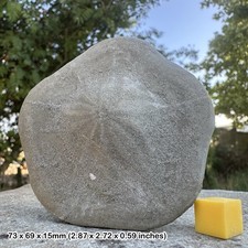 Large echinoid fossil