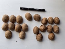 Walnut Shells Perfect Halves