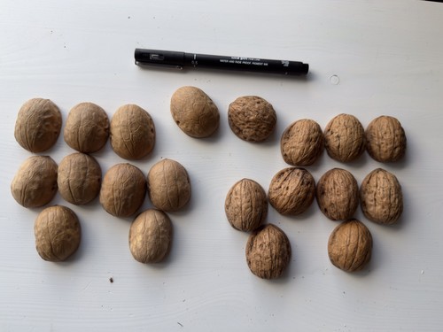 Walnut shells perfect halves - walnut,