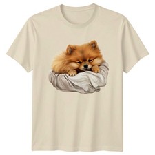 Pomeranian Dog Animals Cute