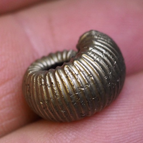 Ammonite pyrite aveyron - mm,