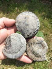 3 X PREPARE YOUR OWN AMMONITE