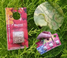 Phytoseiulus 500 blister pack - phytoseiulus,