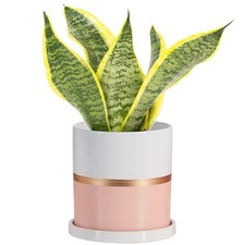 Ekirlin 6" Pink Ceramic Plant