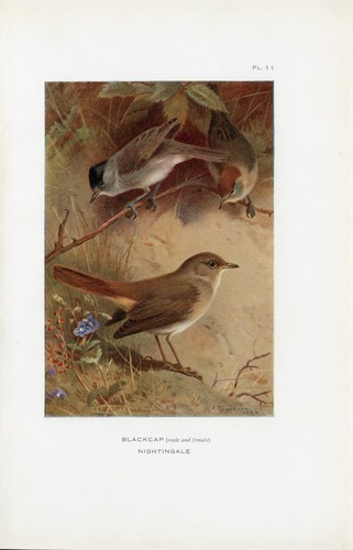 Blackcap and nightingale old - blackcap,