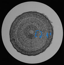 Microscope Photo STEM OF PLUM