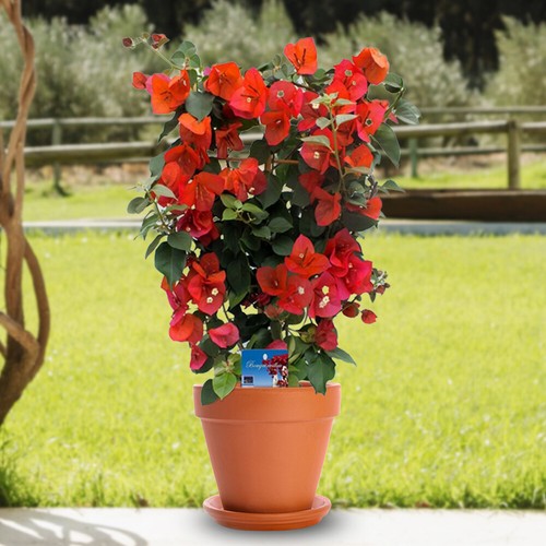 Climbing plant bougainvillea - plant,,