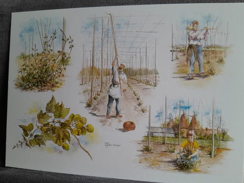 Hop picking growing - , the