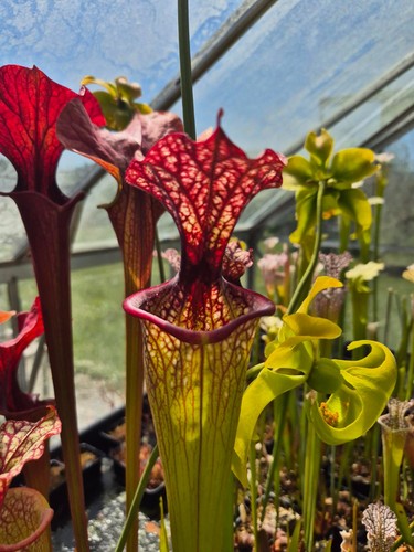 Sarracenia flava - l18),