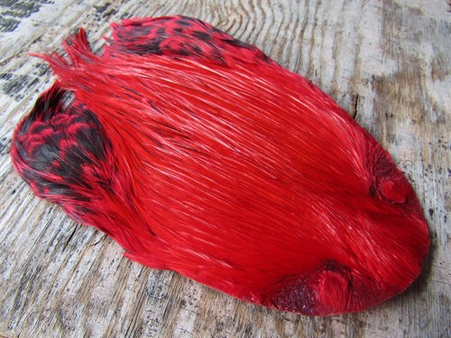 Ifs domestic cock - ifs,