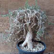 D7197 TRICHODIADEMA BULBOSUM pot12-H20-W19 cm MaMa Cactus