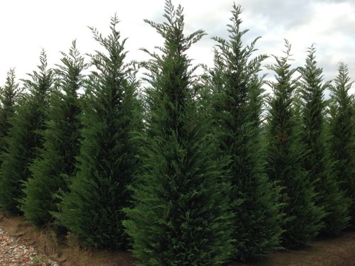 Leylandii green evergreen - leylandii,