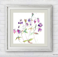Original Watercolour Aquilegia