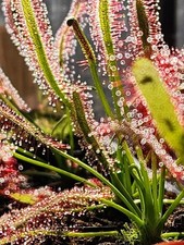 SUNDEW 4 Pack- (LIVE