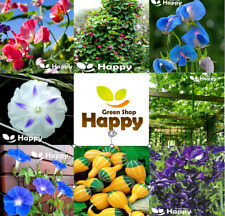 CLIMBING FLOWERS - Vines - Thunbergia Morning Glory Sweet Pea - Flower seeds