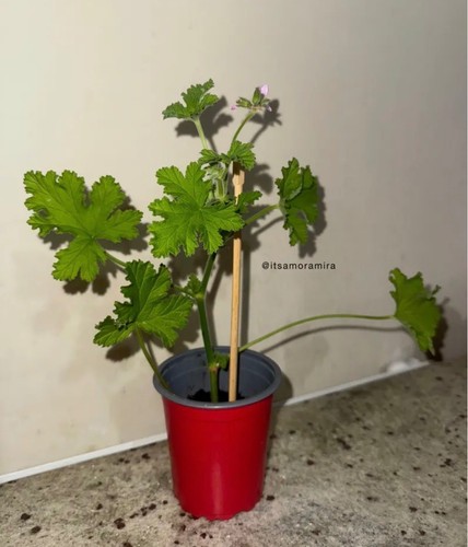 Arabic geranium rose plant - rose,