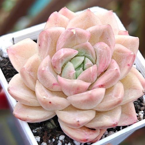 Echeveria rare jade - rare, 'jade