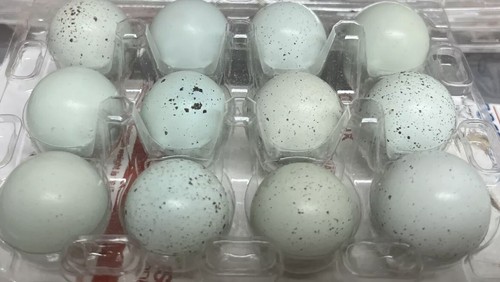 Dozen celadon 1 - 1,