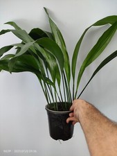 Aspidistra Elatior 'AKEBONO'