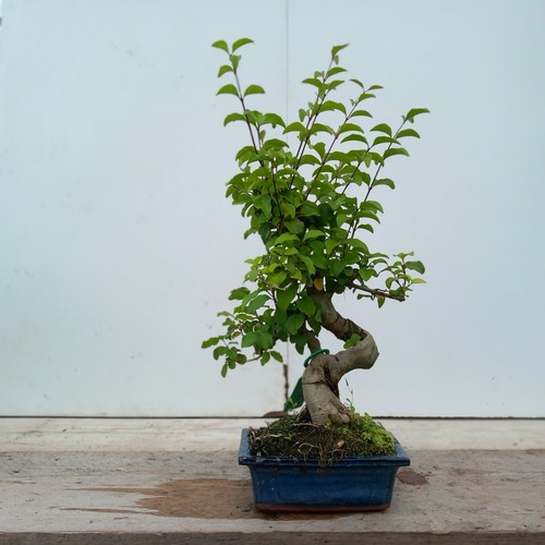 Chinese privet ligustrum - privet, (ligustrum