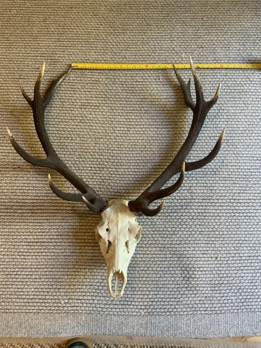 Huge point royal stag - royal, skull