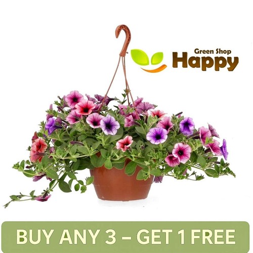 Petunia veined mix - f2,