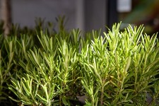 Herb Rosemary - plug plants x 6