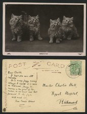 4 Beautiful Cats Kittens