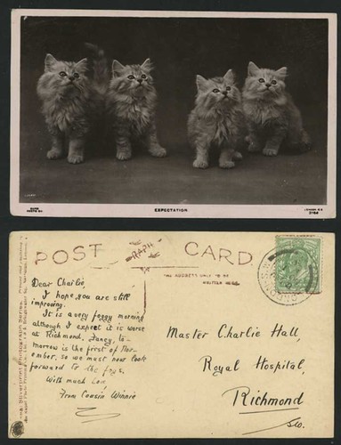 Beautiful cats kittens - 4,