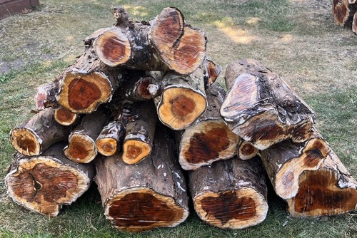English yew - english,