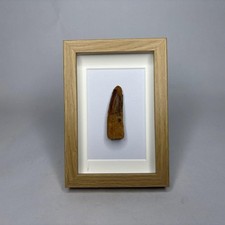 Spinosaurus Tooth Fossil Large