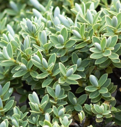 Hebe topiaria hardy - hebe, 'topiaria'