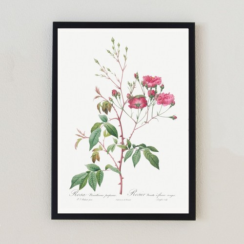 Antique botanical flower - antique,
