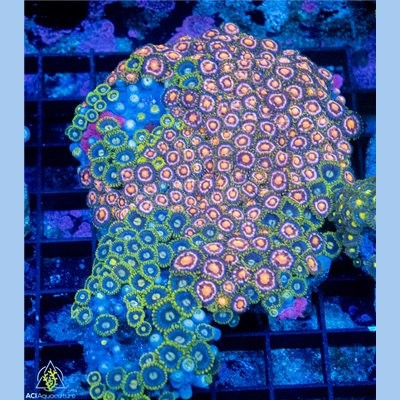 Crocodile green zoa multi rock - crocodile,