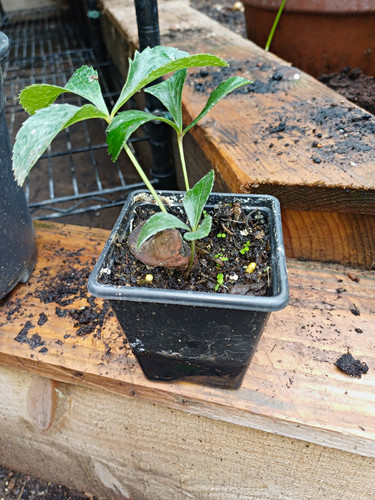 Small hellebore seedling - small,