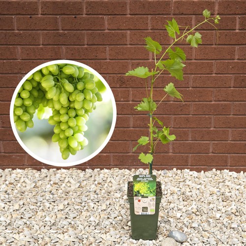Grape vine outdoor - grape,