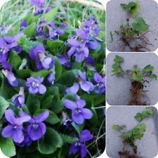 3x Violet Plants, Viola riviniana Cottage Garden NATIVE Bare Root Wildflower 