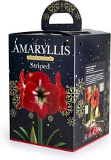Amaryllis Hippeastrum Red