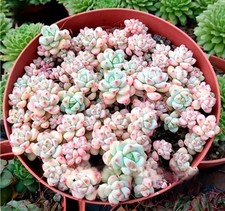 10x Sedum Perezdelarosae