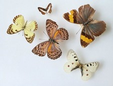 Butterfly Collection Set x5