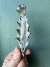Euphorbia Lactea White Ghost